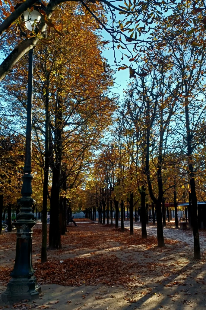 photo arbres