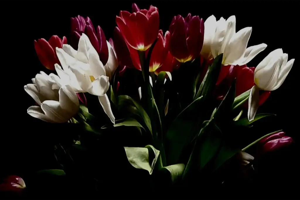 photo fleurs
