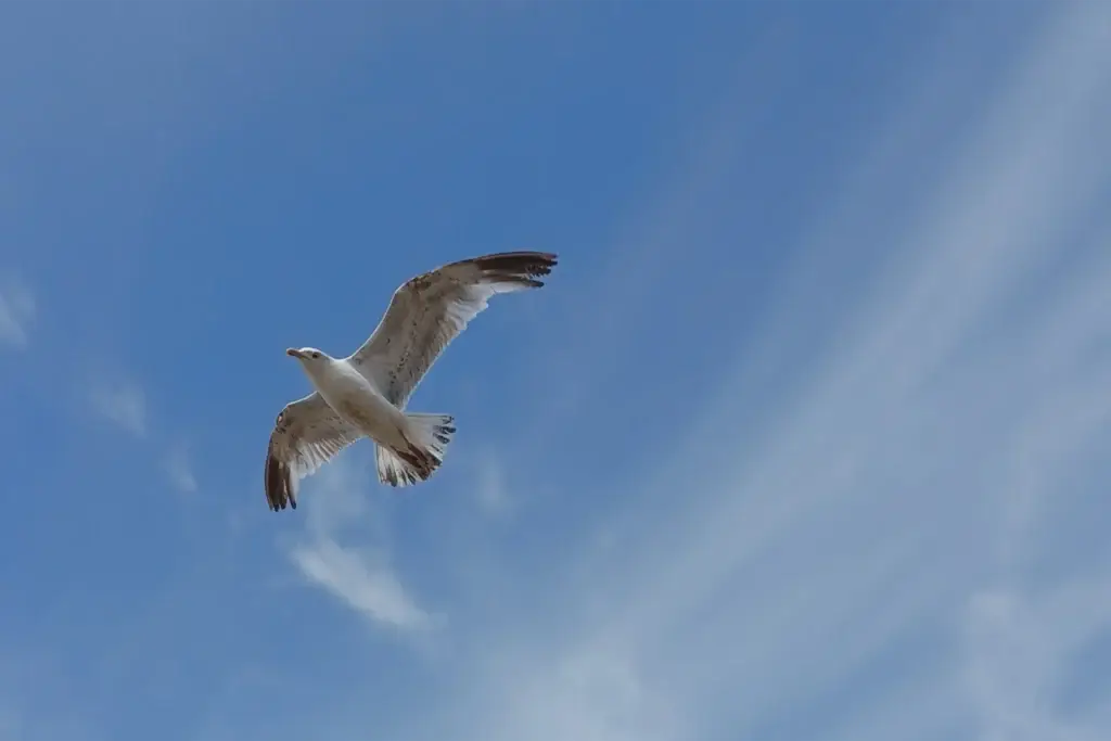 photo mouette