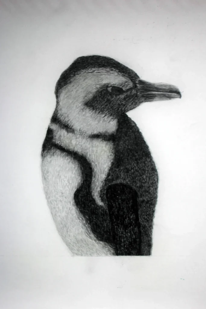 dessin pingouin