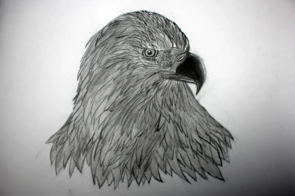 dessin aigle