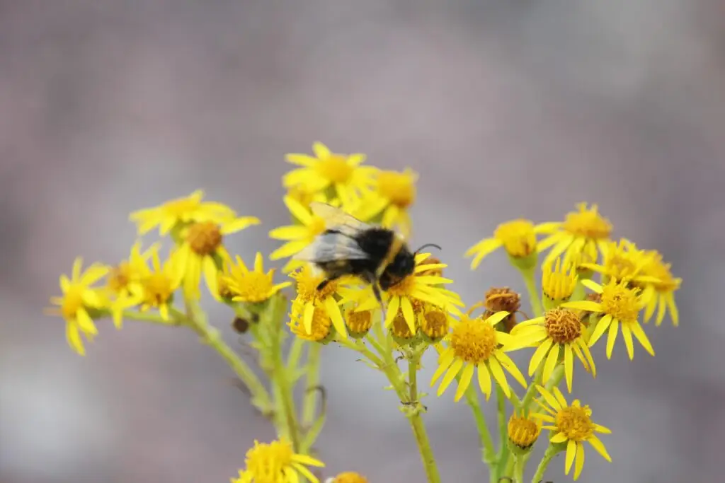 photo abeille