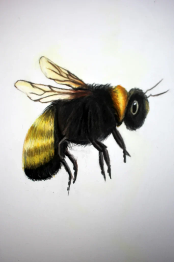 dessin abeille